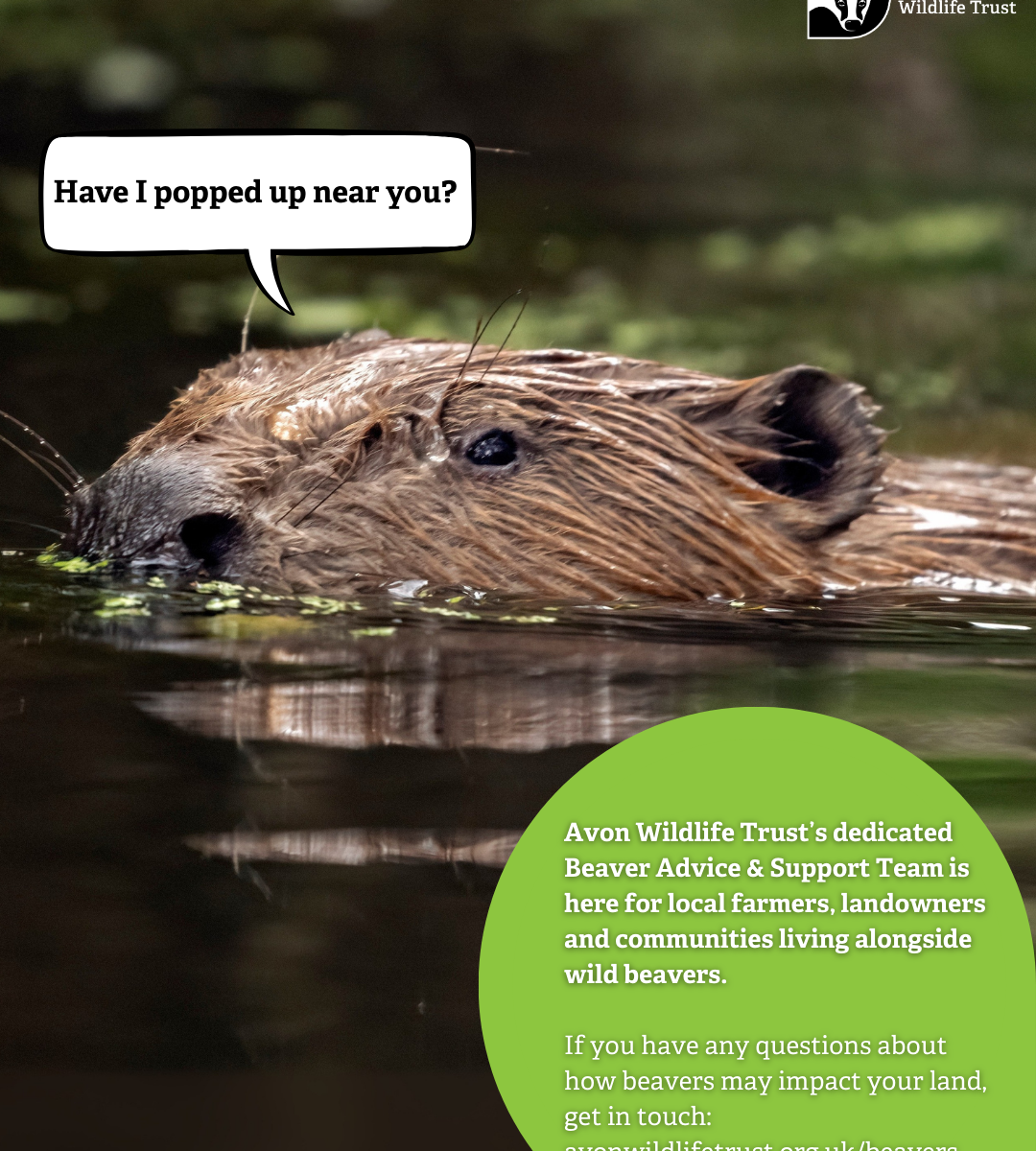 Beavers