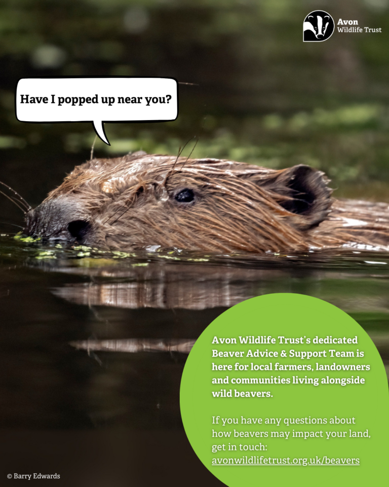 Beavers